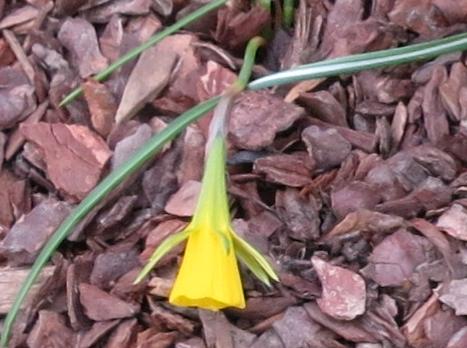 narcissuspflo3bulbocodiumgarnonswilliams