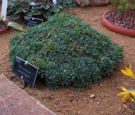 petrophytumpfor2caespitosumgarnonswilliams