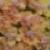 achilleaterracottacflorvroger1a1