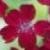 achilleasummerwinecflorvroger1