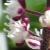 actaeacflos2simplexpinkspikegarnonswilliams1a