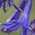 agapanthuscflobuckinghampalacekavanagh1
