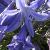 agapanthuscflolochhopegarnonswilliams1a