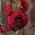 alcearoseachatersdoublescarletcflorvroger2