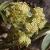 alchemillacfloalpina1