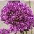 alliumcfloaflatunensepurplesensationkevock1
