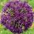 alliumcflojesdianumpurplekingrvroger1