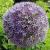 alliumcfloroundandpurplervroger1a