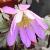 anemonecfloblandaroseakevock1