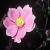 anemonefloelegans1