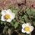 anemonepflo1hupehensiskevock1a