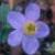 anemonepfortrullifoliakevock1