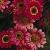 argyranthemumsflotcmadeiracherryred1a