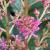 astilberoseapeachblossomcflorvroger1