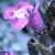 basilcflothyme1