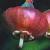 bilberrycflo1