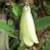 billardieracflolongifloraroseland1