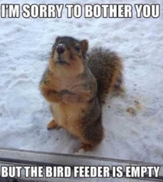 birdfeederempty