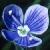 birdseyecflospeedwell1