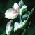 blackcflobindweed1