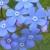 brunneramacrophyllacflorvroger1