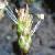 bucksthorncfloplantain1