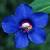 cblueflo1pimpernel1