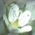 cfinefloleavedsandwort1