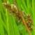 cgreaterflofoxsedge1