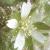 clittleflo1mouseearchickweed1