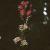 cspikedflowatermilfoil1
