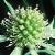 cwatlingflo1streetthistle1