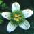 cwhiteflobryony1