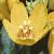 cyellowfloloosestrife1