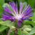 centaureamontanaparhamcflorvroger1