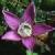 chilterncflogentian1