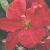 clematisviticellaabundancecfflo1