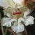 clovescentedcflobroomrape1