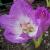 colchicumcfloautumnqueenrvroger1