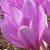 colchicumcfloautumnalenancylindsayrvroger1