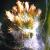 commoncflocudweed1