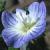 commoncflofieldspeedwell1