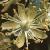 commoncflolime1