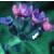 commoncflolungwort1