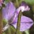 commoncflomilkwort1