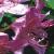 commoncflorhododendron1