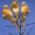 commoncflotoadflax1