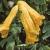 corydalisflotlutea1a