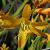 crocosmiacflocrocosmiiflorageorgedavisongarnonswilliams1a
