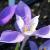 crocuscflobanaticusrvroger1